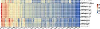 Comparative genomics of thermosynechococcaceae and thermostichaceae: insights into codon usage bias